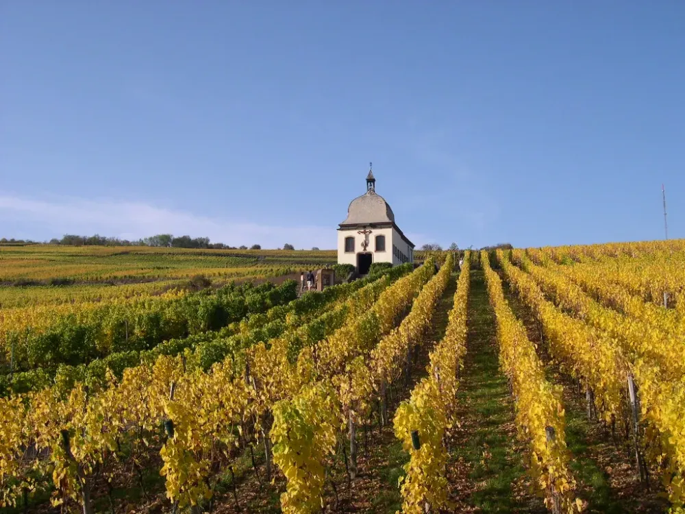 Domaine viticole indépendant à Marlenheim