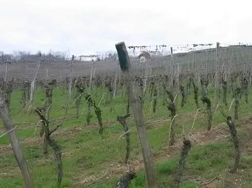 Viticulteur local à Marlenheim